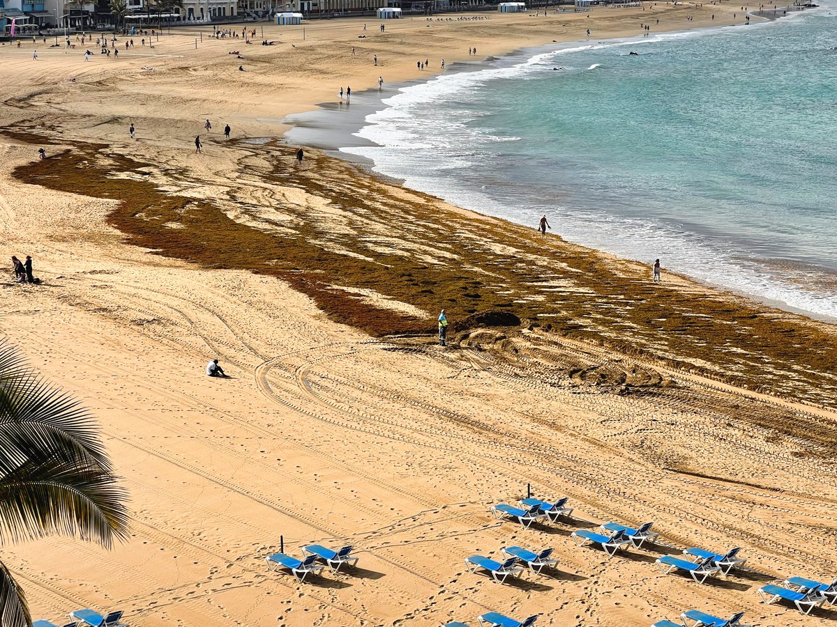 Los últimos rebosos han dejado arribazones de seba en los puntos habituales de Las Canteras.

El operativo de retirada está en marcha y continuará durante el día. Seguiremos observando las nuevas apariciones y procederemos según sea necesario.

Disculpen las molestias. 🙏