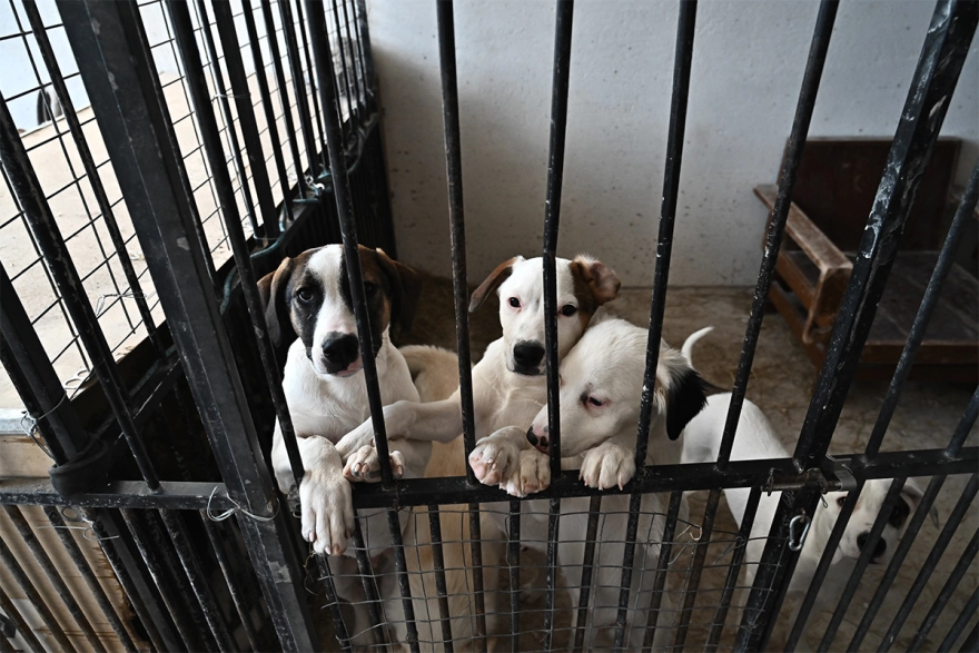 oulosP's tweet photo. Thousands of Santorini residents may have left the island due to the continuous earthquakes, more than 200 in the past few days, but the volunteers at the Santorini Animal Welfare Association's shelter for stray and abused animals remain to care for the animals🫡 https://t.co/9pqufAwCyg