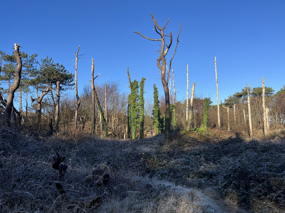 Halliwellness's tweet photo. Frosty Formby @kcrewders https://t.co/xDheXiOMai