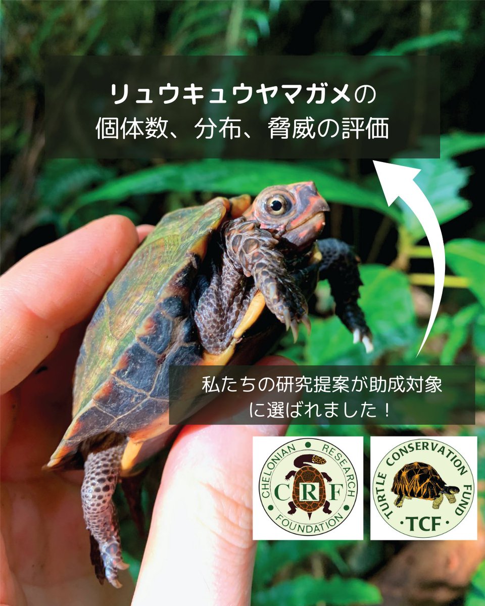 okinawa_kame's tweet photo. 私たちの研究提案が助成対象に選ばれTurtle Conservation FundとChelonian Research Foundationから資金支援を受けることになりました！

この支援はフィールドでの保全研究を助けますが、特にeDNAやゲノミクス研究を強化するための追加資金が必要です。支援にご興味のある方はご連絡ください。 https://t.co/bAZfRhEqIZ