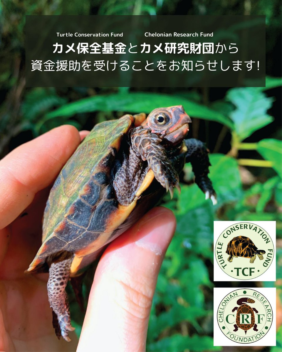 okinawa_kame's tweet photo. 私たちの研究提案が助成対象に選ばれTurtle Conservation FundとChelonian Research Foundationから資金支援を受けることになりました！

この支援はフィールドでの保全研究を助けますが、特にeDNAやゲノミクス研究を強化するための追加資金が必要です。支援にご興味のある方はご連絡ください。 https://t.co/bAZfRhEqIZ