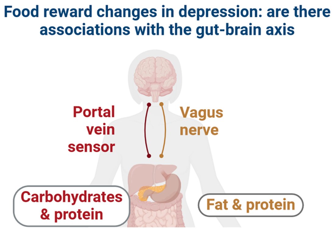 MDD may disrupt gut-brain signaling, which normally helps process food reward.
🔹 Fat signaling relie...
