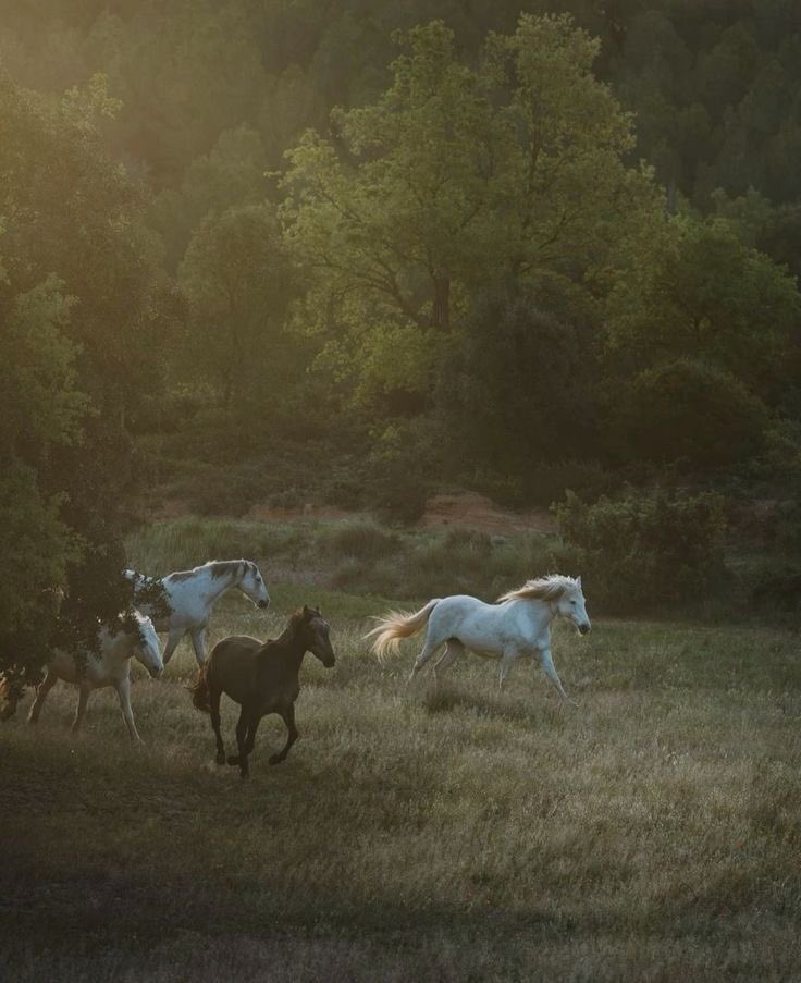 بحر 🌊 (@butterflless) on Twitter photo 