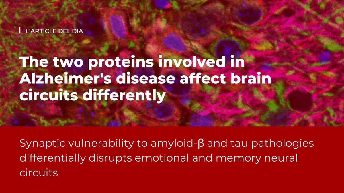 Institut de Neurociències UAB (@inc_uab) on Twitter photo Today's #articledeldia is a publication in <a href="/molpsychiatry/">molecularpsychiatry</a>, coordinated by Drs <a href="/CarlesSaura/">Carles A. Saura</a> and Arnaldo Parra-Damas, on #Alzheimersdisease.
The first author of the study is <a href="/CapillaMD/">Lola Capilla</a>. Read it here: nature.com/articles/s4138…
🧵(1/6) Today's #articledeldia is a publication in <a href="/molpsychiatry/">molecularpsychiatry</a>, coordinated by Drs <a href="/CarlesSaura/">Carles A. Saura</a> and Arnaldo Parra-Damas, on #Alzheimersdisease.
The first author of the study is <a href="/CapillaMD/">Lola Capilla</a>. Read it here: nature.com/articles/s4138…
🧵(1/6)