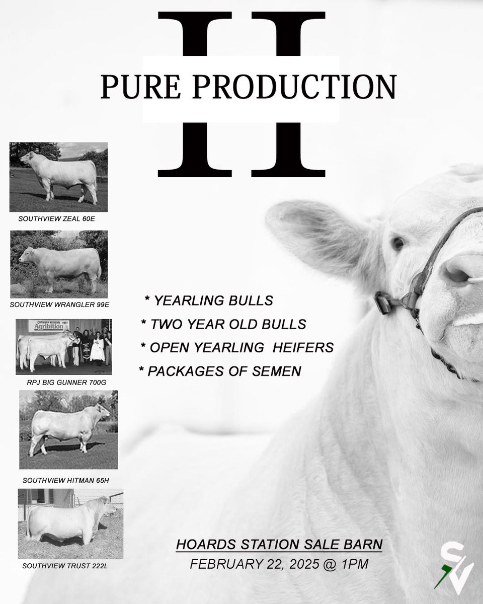 SouthviewFarms's tweet photo. Reach out or check out the offering! 
16 days till sale day 

#Charolais #SouthviewFarms https://t.co/8r93nKdpkY