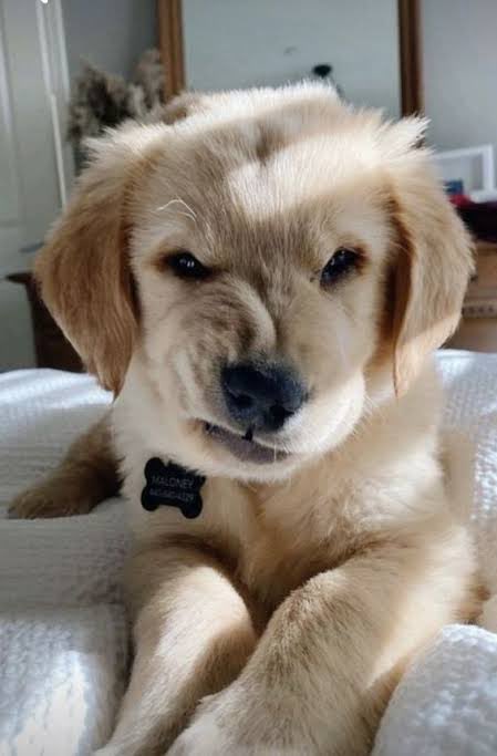 iluvlikingkit's tweet photo. my angwy golden retriever 🥺 https://t.co/itZpehOEX9