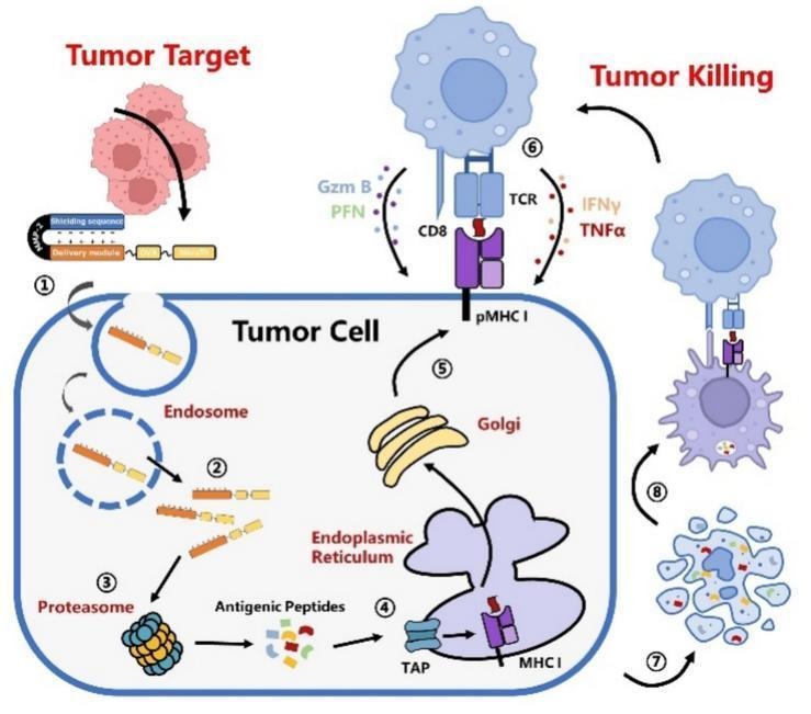 JCRnEDITORS's tweet photo. Restoring tumor antigenicity activates the “bystander” T cell immune cycle.
| Xiangdong Gao, China Pharmaceutical Univ. |
[50 days' free access]
#TargetedDelivery #TumorMicroenvironment 
https://t.co/1TvipLTSrO https://t.co/VgjVOYP9Ct