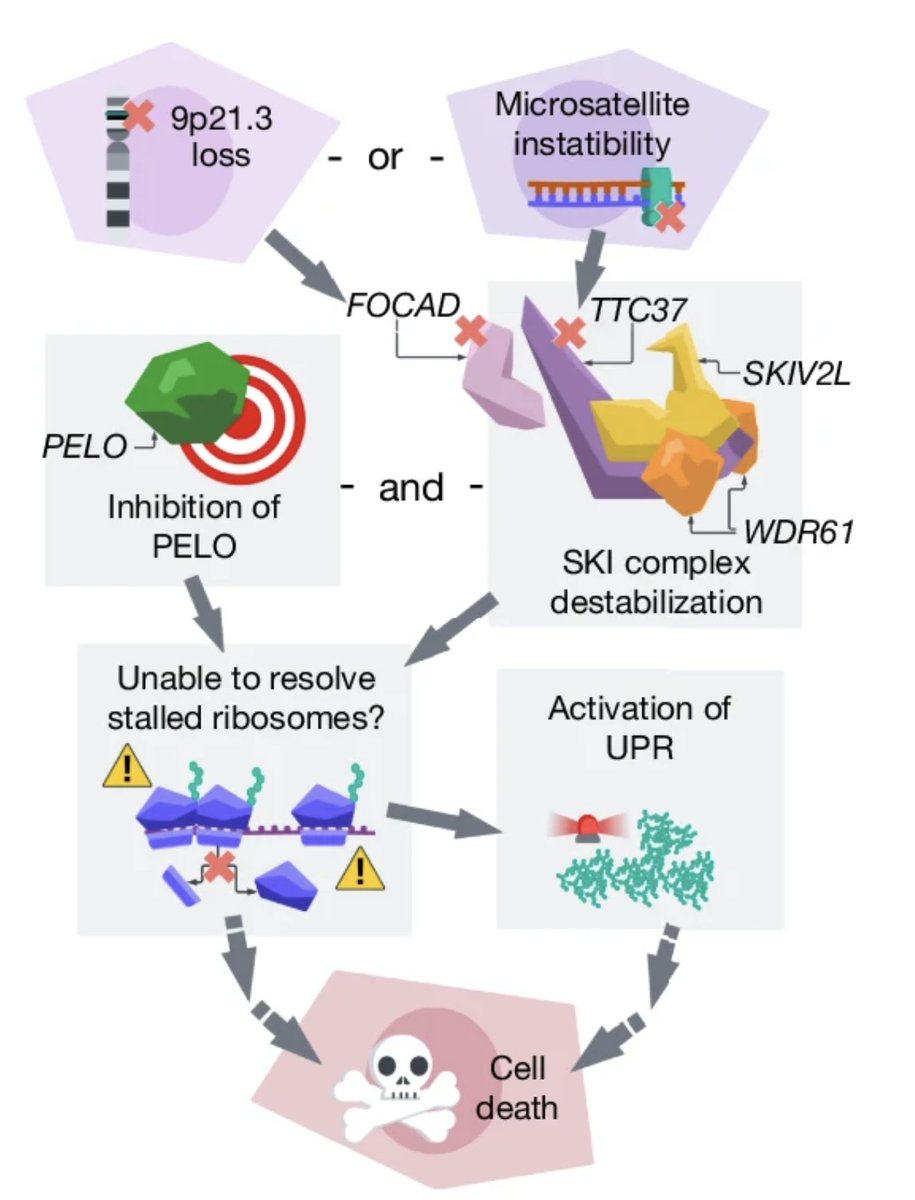 Francisca Vazquez (@drfranvazquez) on Twitter photo (1/3) Excited to share our latest work using <a href="/CancerDepMap/">The Cancer Dependency Map</a> to uncover a new synthetic lethality in two distinct patient populations!
We found that SKI complex inactivation through two independent genomic alterations creates a dependency on PELO
nature.com/articles/s4158… (1/3) Excited to share our latest work using <a href="/CancerDepMap/">The Cancer Dependency Map</a> to uncover a new synthetic lethality in two distinct patient populations!
We found that SKI complex inactivation through two independent genomic alterations creates a dependency on PELO
nature.com/articles/s4158…