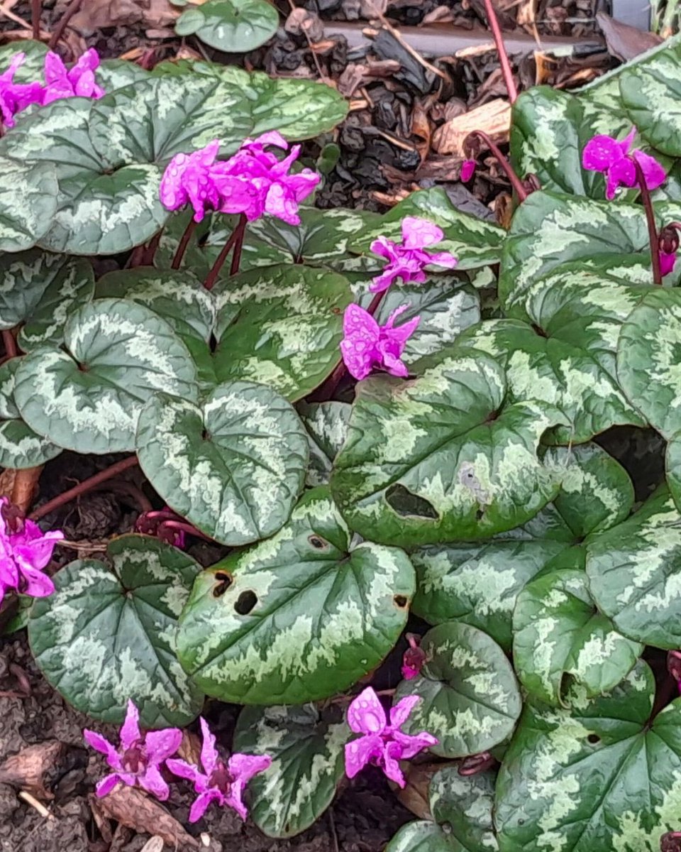 💚 Feedback from beneficiary:
‘Under heavy rain they were working heroically in our communal garden in Sheltered housing, helping elderly disabled people in our courtyard to enjoy spring bulbs, daffodils and tulips as they tidied and weeded our communal garden in our courtyard!’