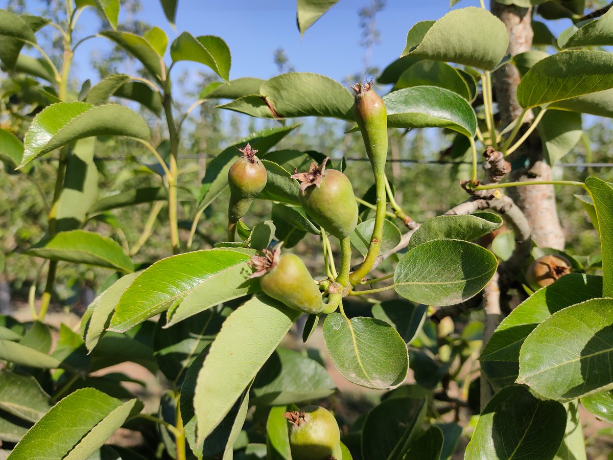 manvert_'s tweet image. Existen numerosos factores que alteran los procesos de #floración y #cuajado en los cultivos leñosos, y que causan la disminución de la producción.

En este artículo te contamos cuáles son y nuestra estrategia para mitigarlos📲 bit.ly/4hq6oMy

#agriculturasostenible