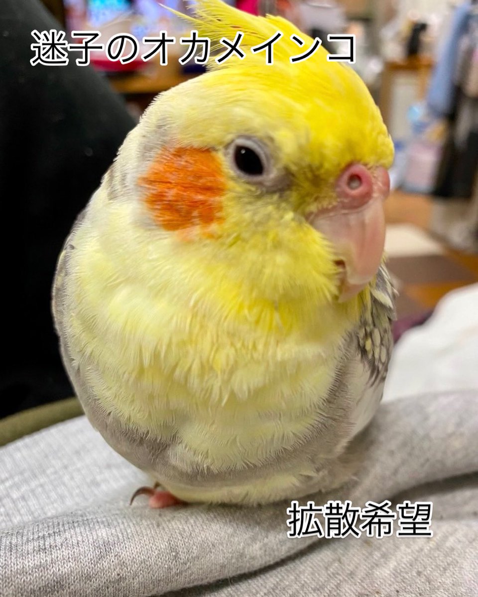 2nSE9DocPwEL8ga's tweet photo. 令和7年2月5日に東京都墨田区横川の自宅からオカメインコが逃げてしまいました。
名前は「ちょんまげ」 オス
東京・千葉・埼玉・神奈川にお住まいの方、目撃したり保護した場合連絡をお願いします。 https://t.co/hDtdo8mBjb