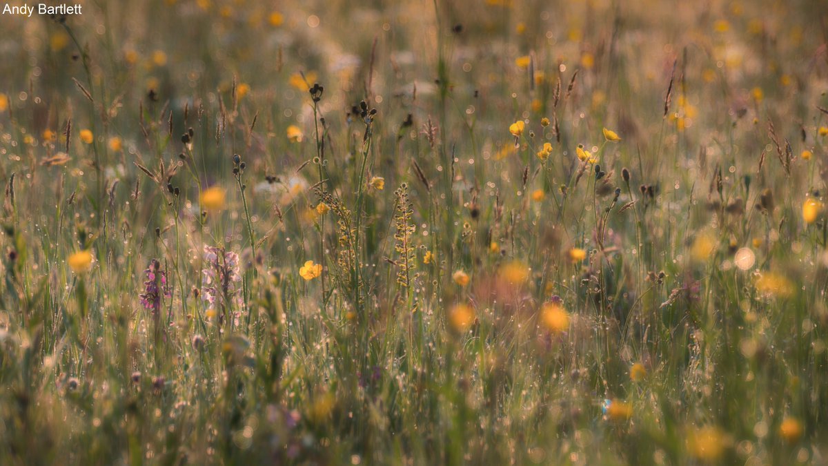 The Wildlife Trusts tweet media