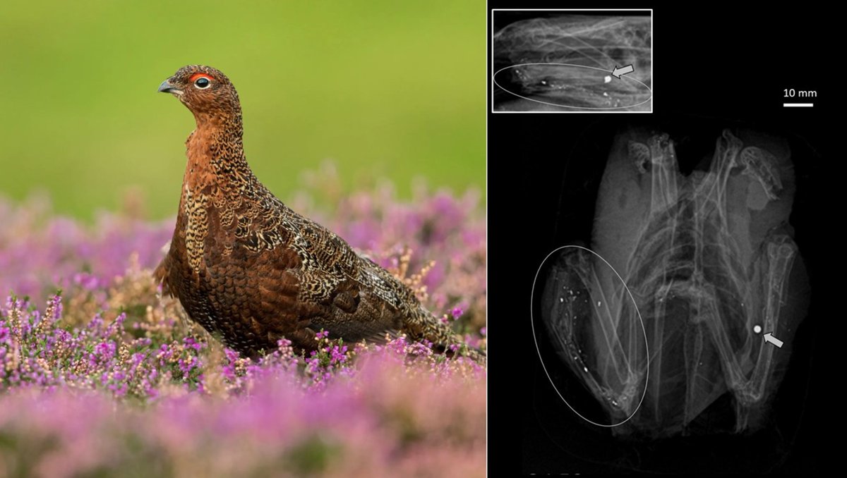 eri (@eri_uhi) on Twitter photo New paper on red grouse shot across Britain and sold for human consumption shows that all birds sampled were still shot with toxic lead ammunition!
Check it out: doi.org/10.52201/CEJ22…
#lead #Pb
<a href="/ERI_UHI/">eri</a> <a href="/UHI_NWH/">UHI North, West & Hebrides</a> <a href="/RSPBScience/">RSPB Science</a>
<a href="/ConservEvidJour/">Conservation Evidence Journal</a> <a href="/WildJustice_org/">Wild Justice</a>
<a href="/_BTO/">BTO</a> <a href="/WWTworldwide/">WWT</a> New paper on red grouse shot across Britain and sold for human consumption shows that all birds sampled were still shot with toxic lead ammunition!
Check it out: doi.org/10.52201/CEJ22…
#lead #Pb
<a href="/ERI_UHI/">eri</a> <a href="/UHI_NWH/">UHI North, West & Hebrides</a> <a href="/RSPBScience/">RSPB Science</a>
<a href="/ConservEvidJour/">Conservation Evidence Journal</a> <a href="/WildJustice_org/">Wild Justice</a>
<a href="/_BTO/">BTO</a> <a href="/WWTworldwide/">WWT</a>
