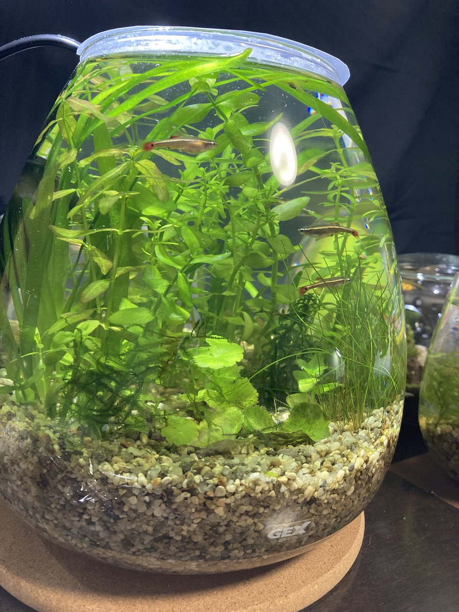ecriyage's tweet photo. ほんとに寒い、、、
家にこもって、ずっとボトルを眺めて過ごしたい笑

#ボトルアクアリウム
#アクアリウム
#MeGreen https://t.co/Sw6LoeU4Ql