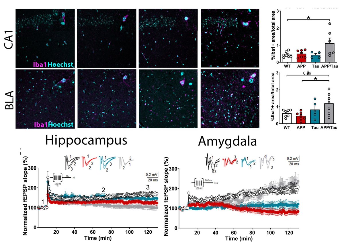 sauralab's tweet image. The study demonstrates synergistic effects of #Abeta &amp;amp; #Tau in inflammation but counteracting effects in  #synaptic plasticity in hippocampus and amygdala. 🧠🧬🧠