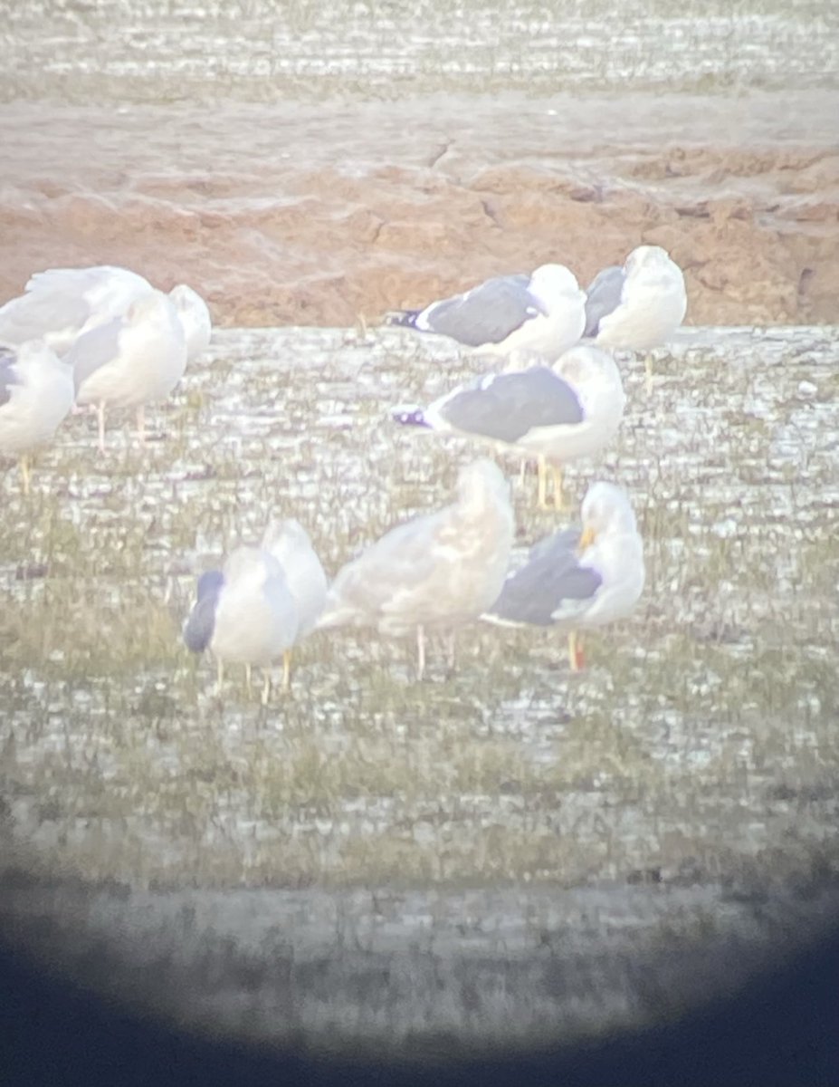 ⁦<a href="/CBWPS1/">Cornwall Birds</a>⁩ Hayle Est. Glaucous Gull on estuary.