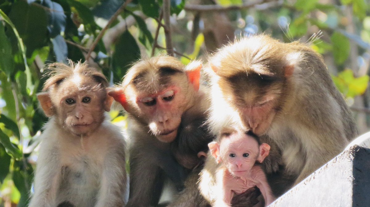 Cheeky monkeys in #goa