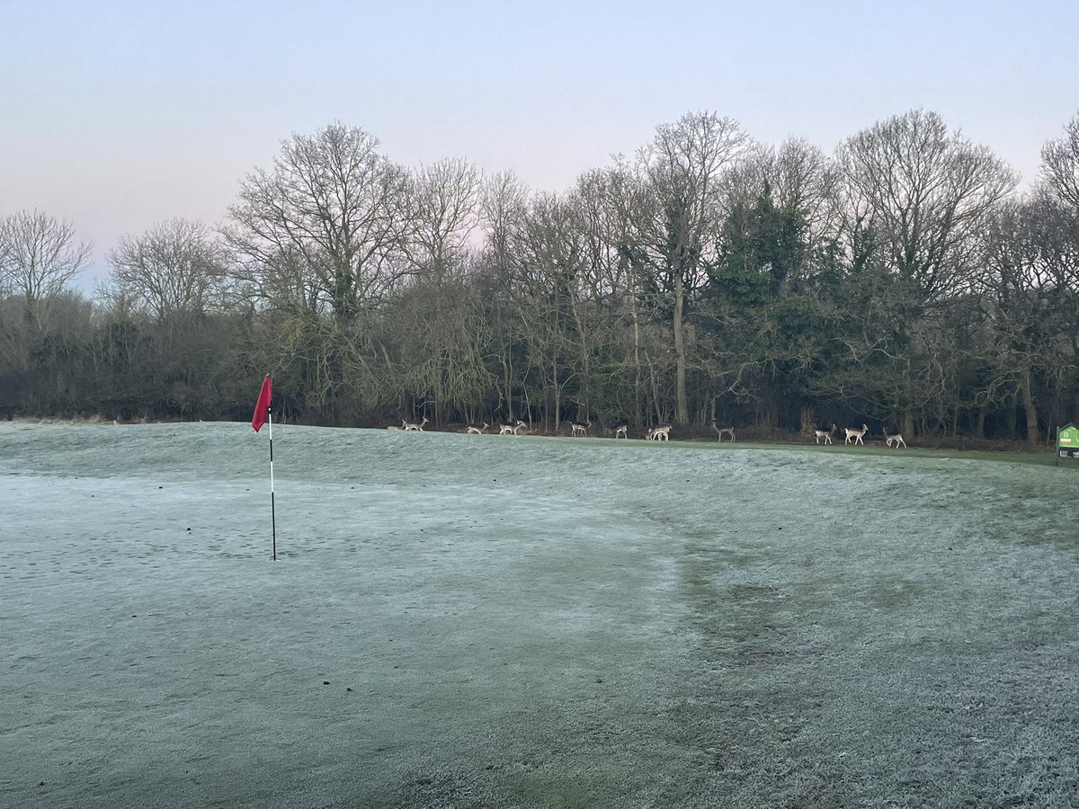 Greens_RGC's tweet photo. Mixed morning so far frosty 🥶 waiting for it to thaw so could roll a couple of greens from 🦌 prints 😩 followed by hand roll on 17th… now sun is out giving some of the fairways the cut &amp; blow dry treatment 🤪🤪 https://t.co/1um7VwVjSw