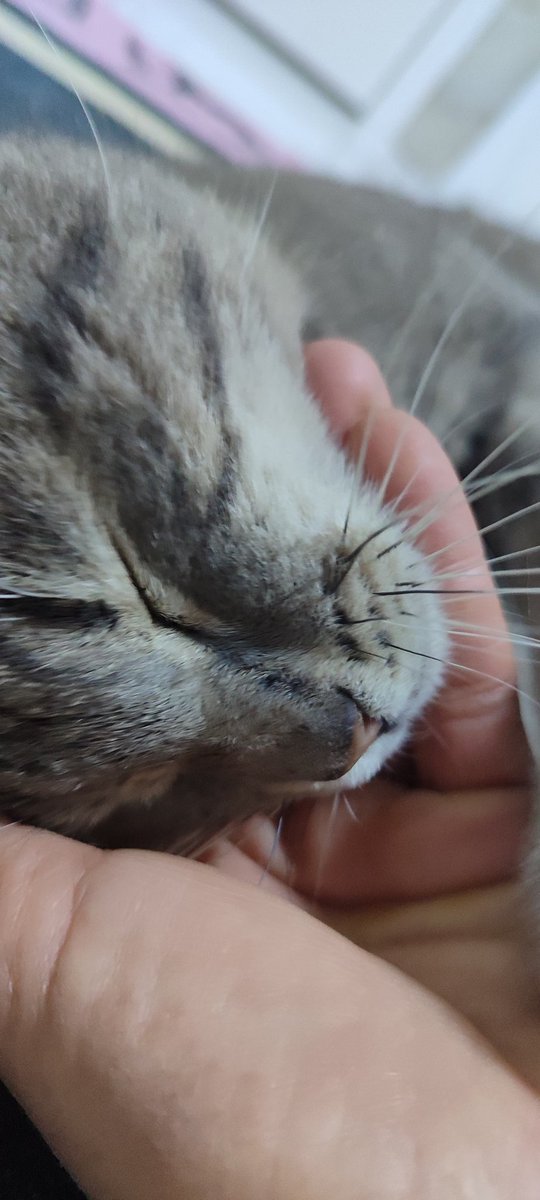 Çok soğuklarda misafirim olur kendisi ❤️Evimi gönlümü tüm sokak canlarına Açtım ❤️😘😍🥰