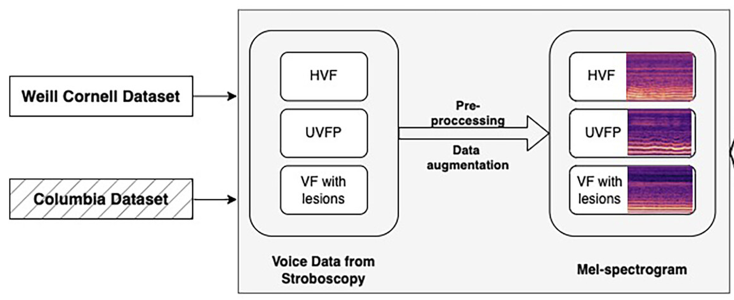 WCM Englander Institute for Precision Medicine (@wcmenglanderipm) on Twitter photo Great to partner with our WCM colleagues from the Sean Parker Institute for the Voice (including <a href="/throatbuddha/">Anaïs Rameau, MD MPhil</a>) on "A #DeepLearning Model for Multi-class Audio Classification of Vocal Fold Pathologies in Office Stroboscopy." <a href="/Bridge2aiVoice/">Bridge2AI Voice</a>
onlinelibrary.wiley.com/doi/10.1002/la… Great to partner with our WCM colleagues from the Sean Parker Institute for the Voice (including <a href="/throatbuddha/">Anaïs Rameau, MD MPhil</a>) on "A #DeepLearning Model for Multi-class Audio Classification of Vocal Fold Pathologies in Office Stroboscopy." <a href="/Bridge2aiVoice/">Bridge2AI Voice</a>
onlinelibrary.wiley.com/doi/10.1002/la…