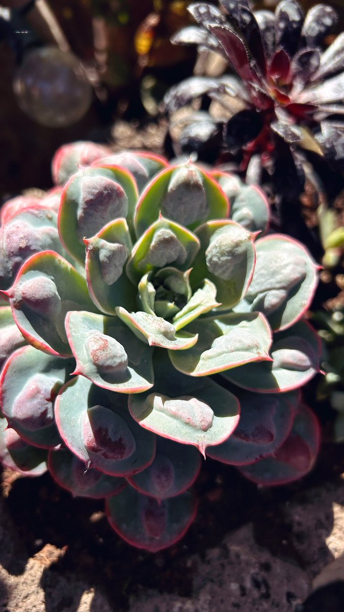 XΞLA 🆙 (@xelaversed) on Twitter photo Earthly perfection for your inspiration 🧘♀️ Earthly perfection for your inspiration 🧘♀️