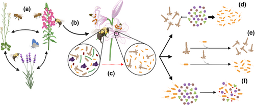 NewPhyt's tweet image. Tiny but mighty? Overview of a decade of research on #nectar #bacteria

A #ResearchReview by Quevedo-Caraballo et al.
👇

📖 nph.onlinelibrary.wiley.com/doi/10.1111/np…

#LatestIssue @wileyplantsci