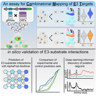 Online Now: Combinatorial mapping of E3 ubiquitin ligases to their target substrates dlvr.it/THqW1q