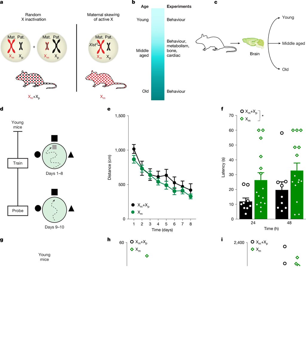 agingdoc1's tweet image. The maternal X chromosome affects cognition and brain ageing in female mice

🔘&quot;The Xm chromosome impaired cognition, accelerated brain ageing and silenced genes that contribute to cognition in ageing...

🔘Cognitive deficits were accompanied by Xm-mediated acceleration of…