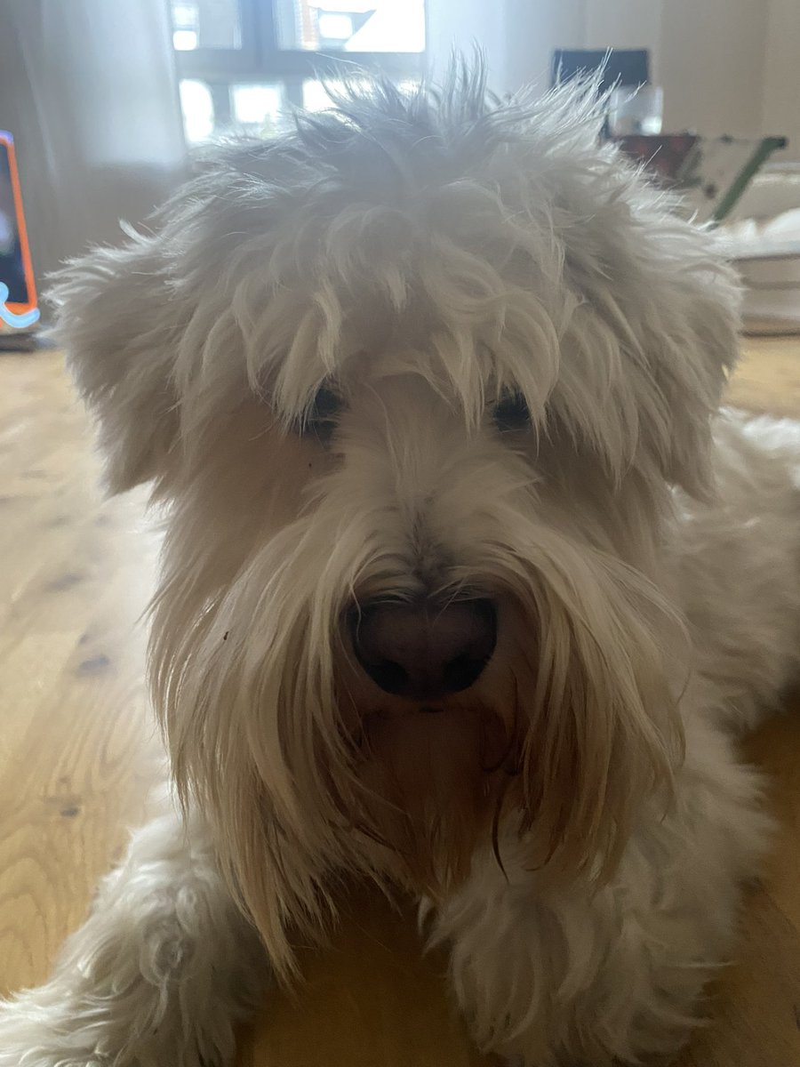 Wer hat hier „Bad Hair Day“ gesagt?

🐩😡🪮

#TwitterRudel #SkippiBarkow #SchnauzerGang #Schnauzer #DogsOfTwitter #Dogs 🐕