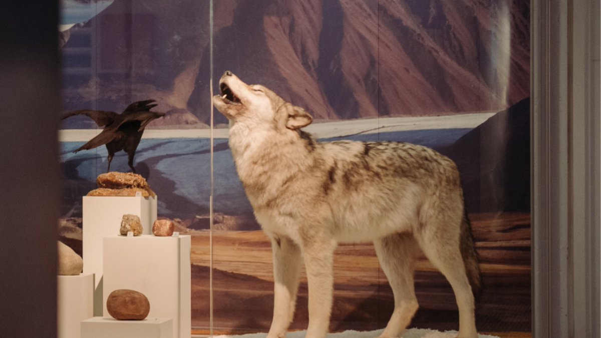 Ulster Museum (@ulstermuseum) on Twitter photo Enjoy a free, family-friendly gallery tour of the island of Ireland through the animals and plants that live here on Saturday 15th and Sunday 16th February as part of <a href="/niscifest/">NI Science Festival</a>
Find out more about from Grey Wolves to Grey Squirrels here → bit.ly/4g7567y Enjoy a free, family-friendly gallery tour of the island of Ireland through the animals and plants that live here on Saturday 15th and Sunday 16th February as part of <a href="/niscifest/">NI Science Festival</a>
Find out more about from Grey Wolves to Grey Squirrels here → bit.ly/4g7567y