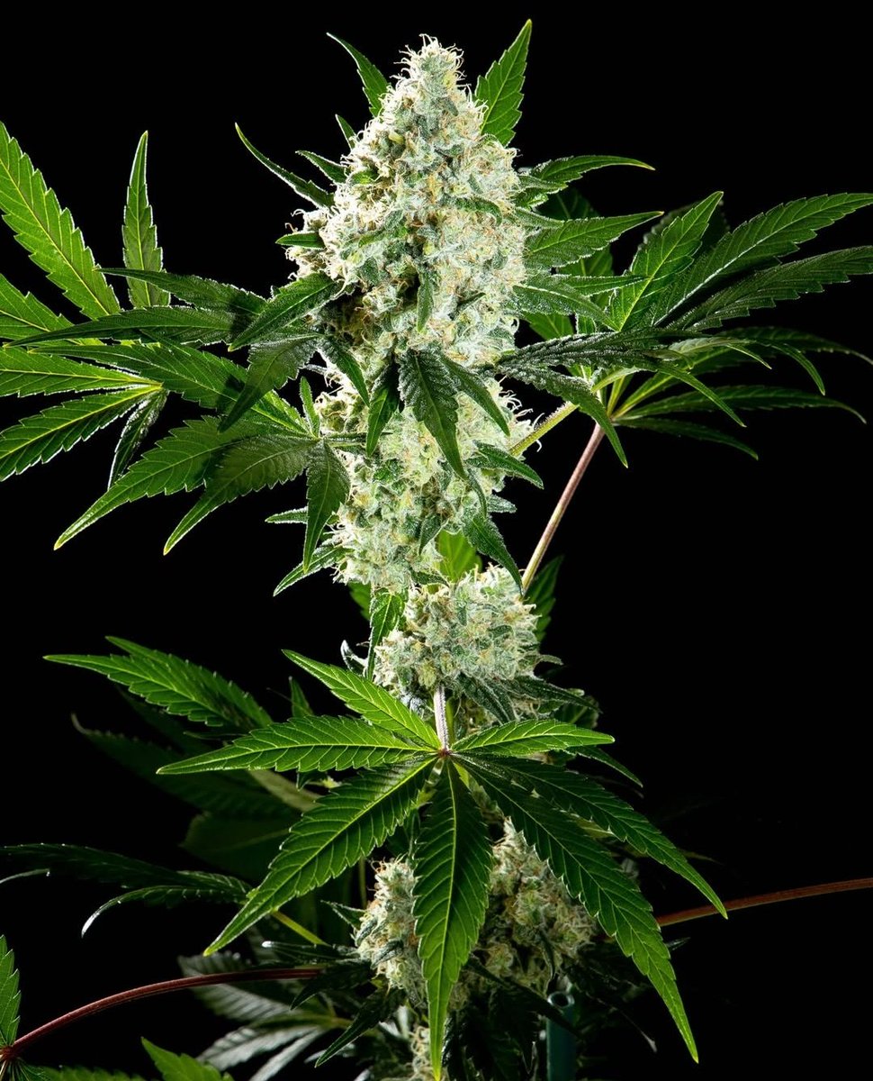 KannabiaSeeds's tweet photo. 🍬 CANDY CREAM GO FAST 🍭 by #KannabiaSeeds 🌱 @IntKannabia @Kannabia_Samen @Kannabia_US
📷 Credits: (IG) @kannagrowing Thanks! 🫶💯😍🧡💚
ℹ️ #CandyCreamGoFast #Seeds ➡️ https://t.co/QQZFeqSGsc
Fem ♀️
Indica Cream x Auto Indica Cream
Indica dominant hybrid
35% of #discount