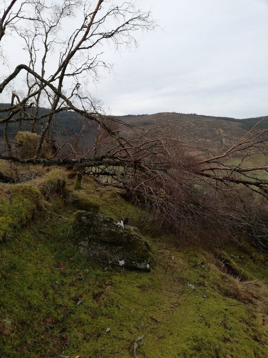 Stronafian Community Forest tweet media