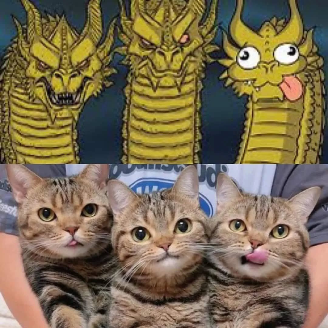 PostsOfCats's tweet image. 