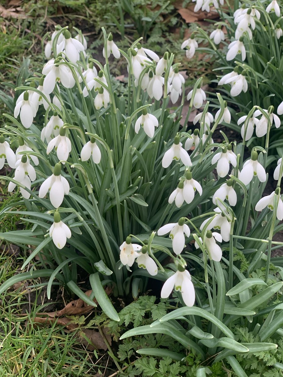 Southwark Pensioners (@swarkpensioners) on Twitter photo Spring is springing <a href="/BurgessPk/">Burgess Park</a> <a href="/SE5Forum/">SE5 Forum Camberwell</a> <a href="/lb_southwark/">Southwark Council</a> #Green Seniors <a href="/awardsforall/">EveryoneWinsAnAward</a> Spring is springing <a href="/BurgessPk/">Burgess Park</a> <a href="/SE5Forum/">SE5 Forum Camberwell</a> <a href="/lb_southwark/">Southwark Council</a> #Green Seniors <a href="/awardsforall/">EveryoneWinsAnAward</a>
