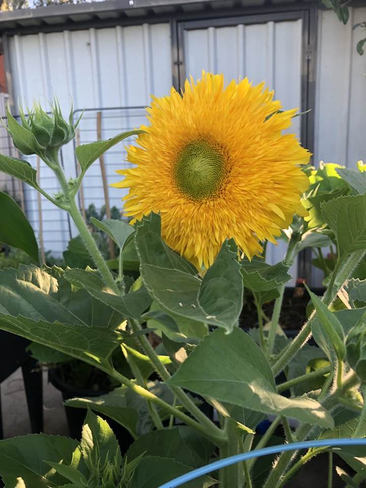 BigSunProject's tweet photo. Sunflowers growing in Australia during The Big Sunflower Project 2024.
#TheBigSunflowerProject #Sunflower #Sunflowers #Centronuclear #CentronuclearMyopathy #Myotubular #MyotubularMyopathy #CentronuclearMyopathies #RareDisease #RareDiseases https://t.co/feUpzmMRB0