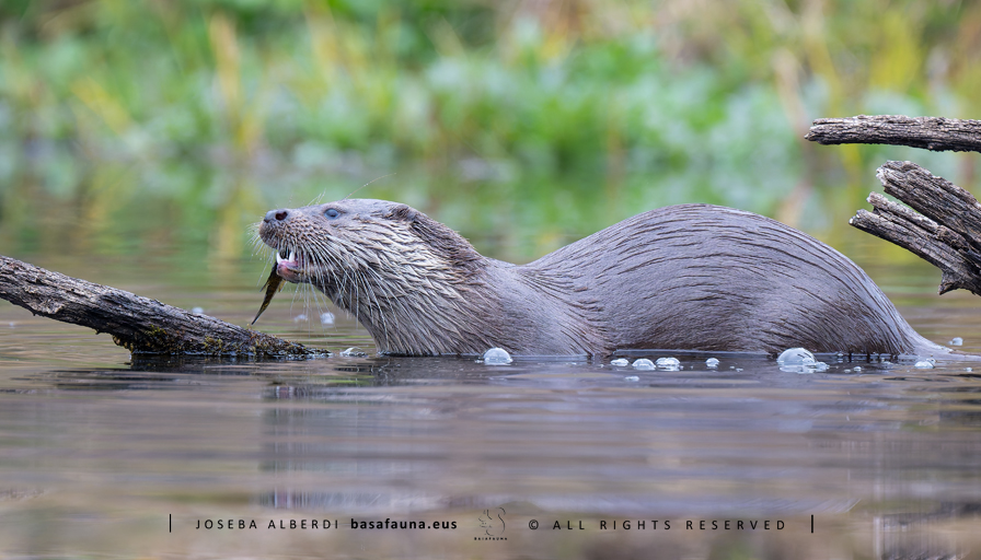 Nahiz eta argazkikoa ez den euskalduna, Gipuzkuako gure ingurutan gero eta gehiago ugaltzen den arrastoa jaso degu <a href="/ItsasEnara/">Itsas Enara Elkartea</a> elkarteark dioenez. Joera horrek ibai, erreka eta animalien osasunak eskertuko dute.
#igaraba #basafauna #nutria #lutralutra #mustelidae