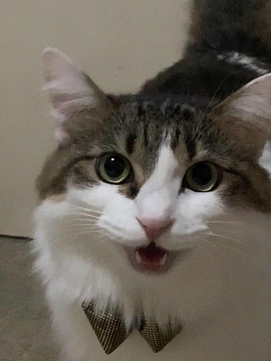 Layla_keyb's tweet image. つゆけん⭐️サンバ⭐️🎤
な首輪貰いました✌️