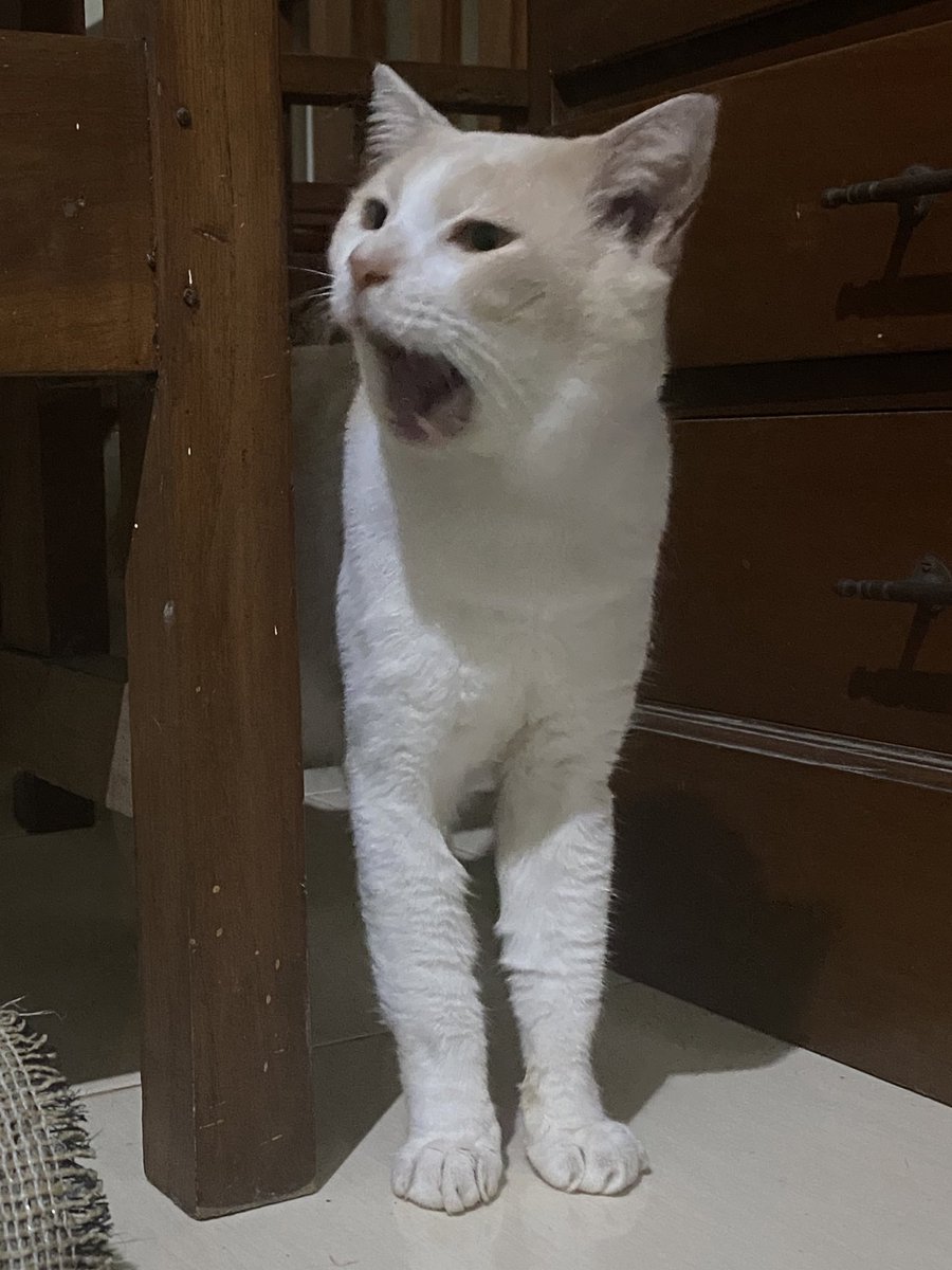 pika pika tweet media