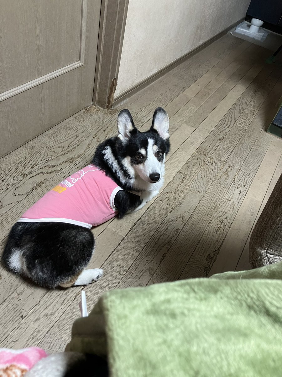 🌸ゼロクラファン🌸
収支報告

2月
      6日      ささみ  977円
      残金                        62.192円

ありがとうございます🙇‍♀️