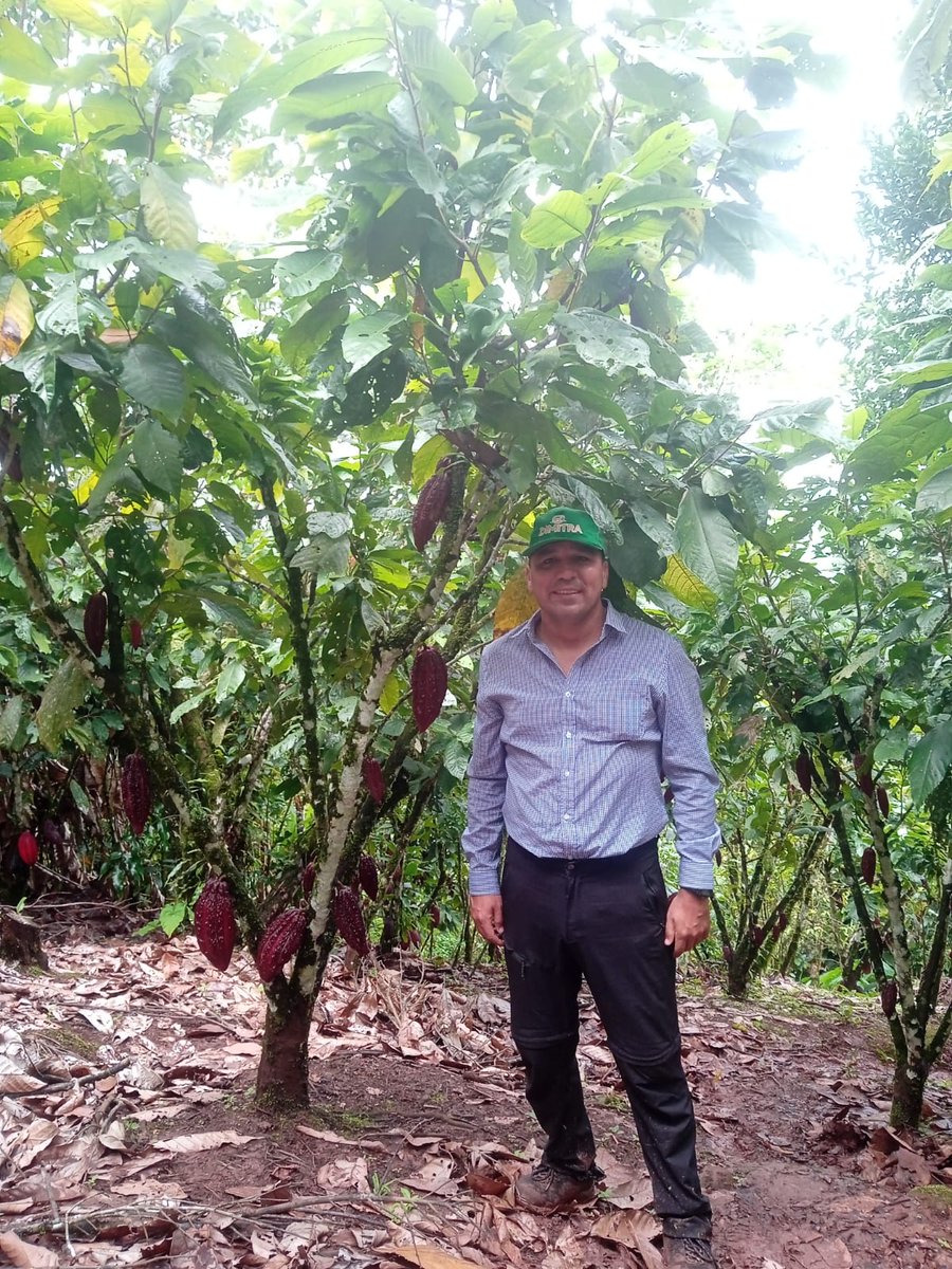 Neptali1309's tweet image. A historic year for cocoa, in which we will promote sustainability and ensure compliance with regulations such as the EUDR in the region.

@dimitratech #EUDR #ConnectedCocoa