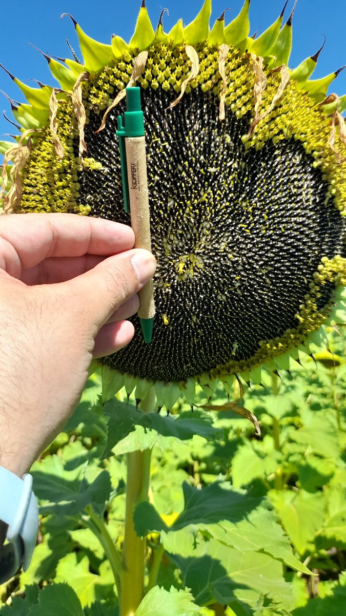 Mariano Martinez tweet media