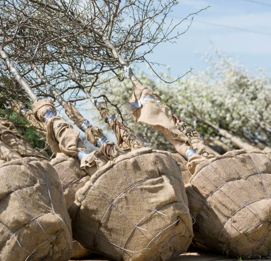 Doug Oster (@dougoster1) on Twitter photo For spring tree planting, there's basically three different types to purchase; bare root, a potted tree or balled and burlap.
Emily Mumford from <a href="/DaveyTree/">Davey Tree Expert Co</a> compares all three, covering the pros and cons of each.
Listen here- …kingtreeswithdaveytree.buzzsprout.com For spring tree planting, there's basically three different types to purchase; bare root, a potted tree or balled and burlap.
Emily Mumford from <a href="/DaveyTree/">Davey Tree Expert Co</a> compares all three, covering the pros and cons of each.
Listen here- …kingtreeswithdaveytree.buzzsprout.com