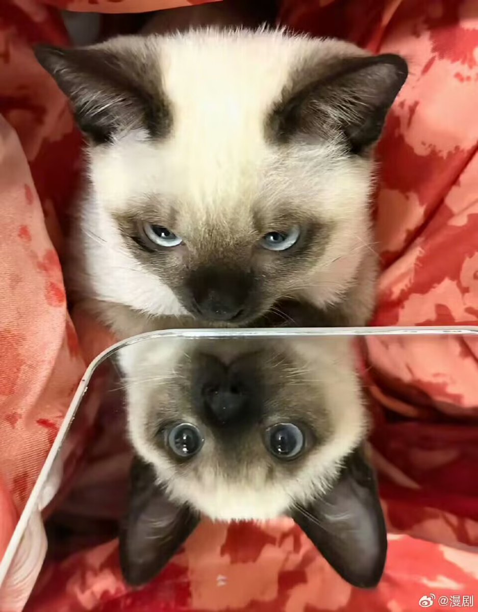 HeartVify tweet media