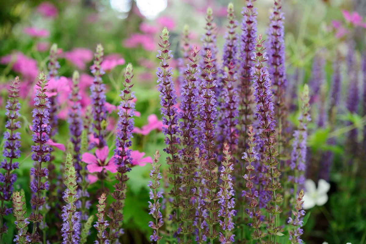 GWmag's tweet photo. By sowing seeds early, you can extend the growing season, giving you flowers and vegetables earlier and for longer – and February is a great month to start. Here's what you can get started on now: https://t.co/twTur53SnA https://t.co/7qqf1dX5fy