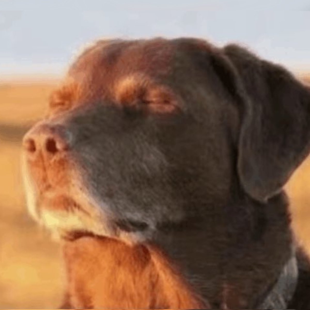 Pebble finna crash out😭
#dandysworld #roblox #art #robloxart #pebble #meme