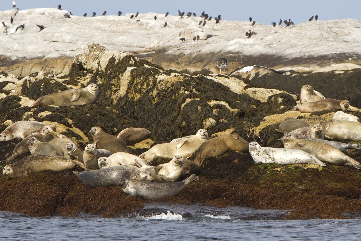 Seals basking on Duck Island