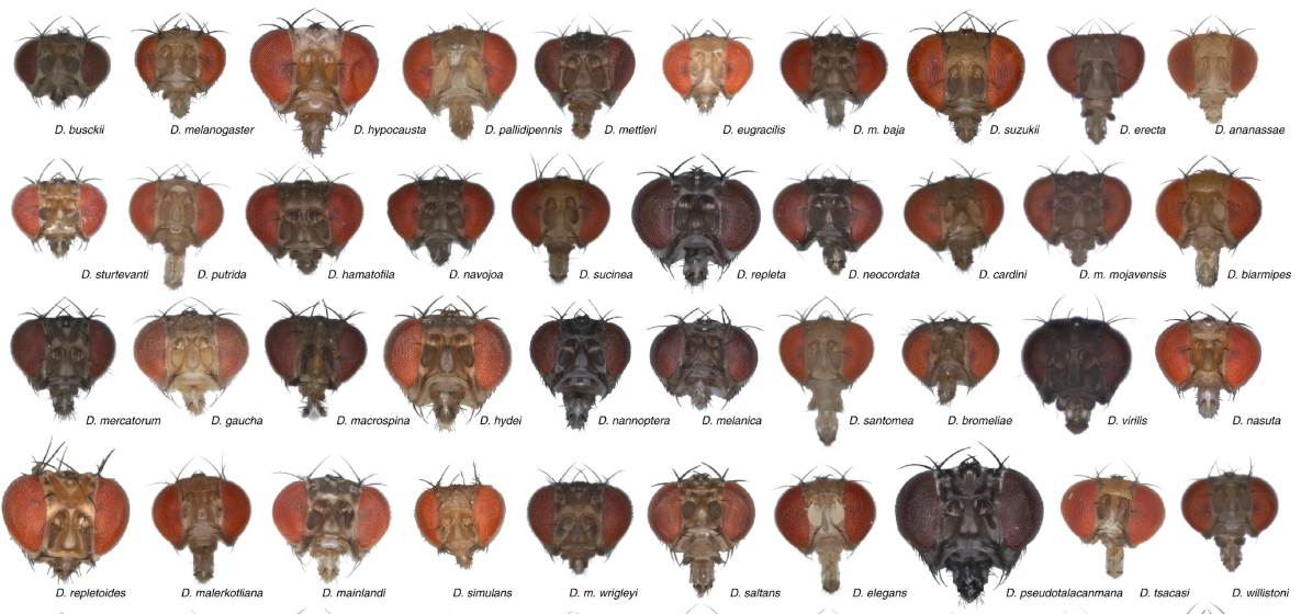 🪰👩‍🔬🔬🧠Broad call for a funded Postdoc Fellowship position in our department! Please contact me if you are interested in discussing possible Behavioral Neurobiology research as part of my lab team. Apps due April 4th, 2025. employment.unl.edu/postings/95137