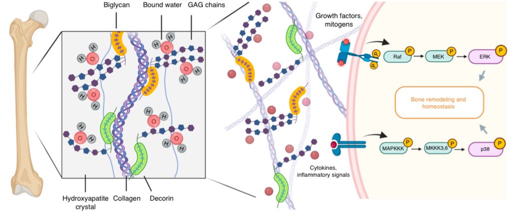 Exciting research from our lab! 📢 Our latest study explores the critical roles of biglycan and decorin in bone mass regulation, water retention, etc. Check it out! #BoneResearch The full text of the paper through the link: nature.com/articles/s4141…