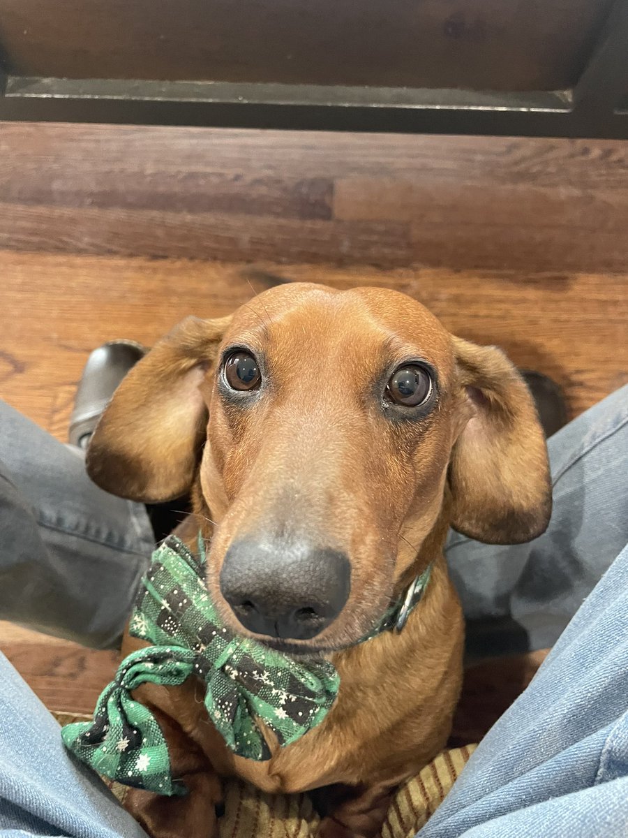 ghaley73's tweet photo. @TheDuncanDog I’m Cooper… nice to meet you https://t.co/8q7UXLCh0C