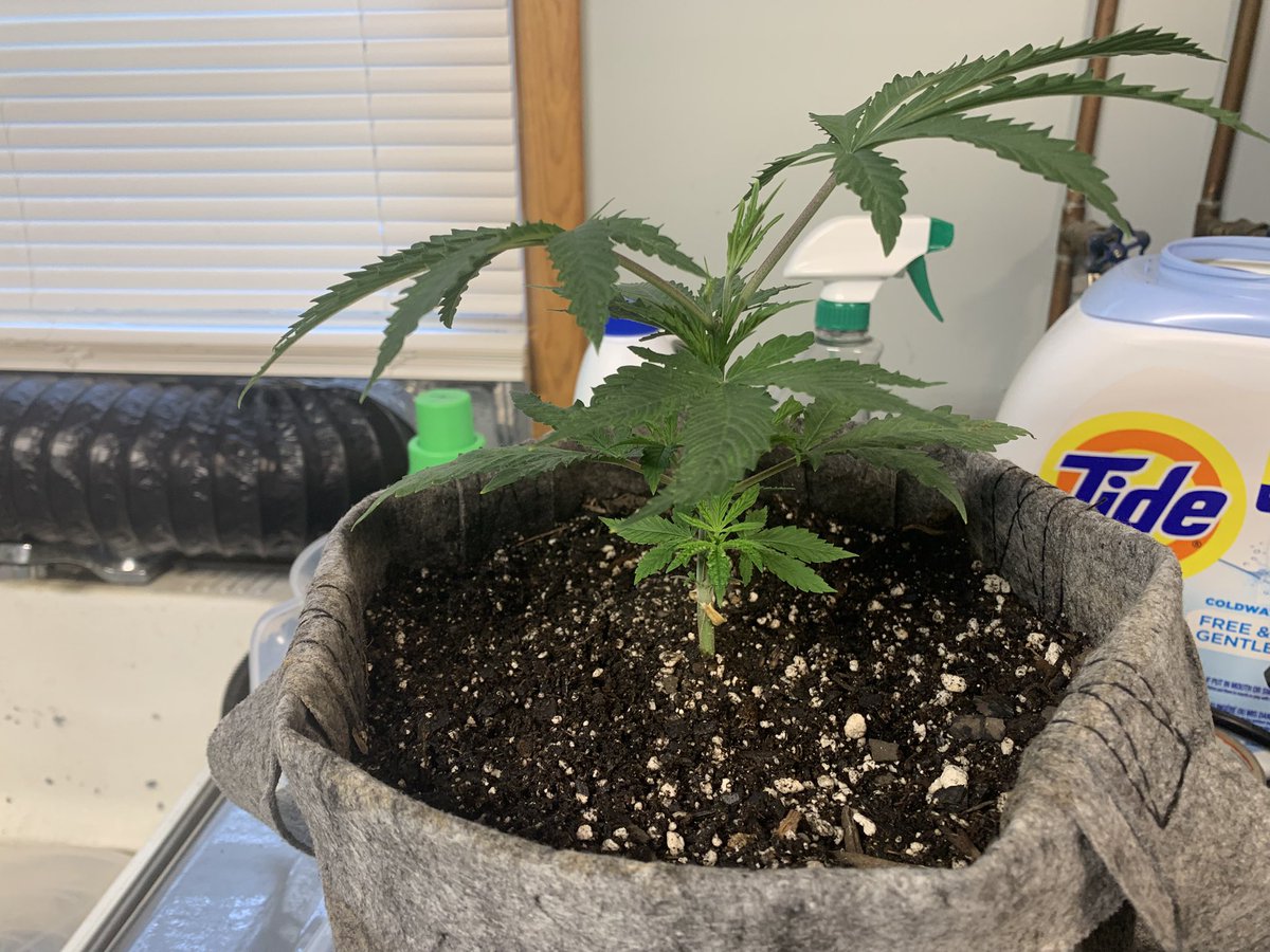 GrowsOhio's tweet photo. Let’s Grow Baby! The new autos will be amended and mineralized in the next 3 days or so. The big girls will be 🪓 on Valentine’s Day! The blue dream is rolling along!
.
#vivosun #marshydro #autoflower #photoperiod #organic #foxfarm #gaiagreenorganics #loyaltothesoil #cannafam https://t.co/Dxe6qCQq90